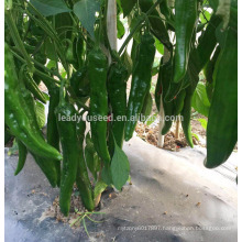 P34 Lvjian mid-early maturity hybrid dark green pepper seeds